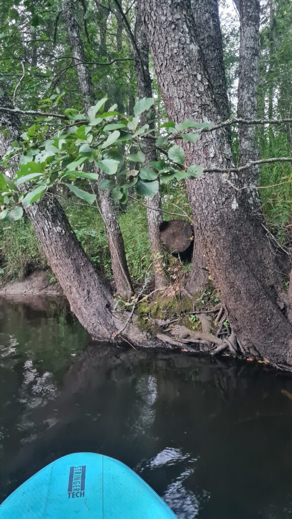 SUP-lauaga mööda Mustjõge